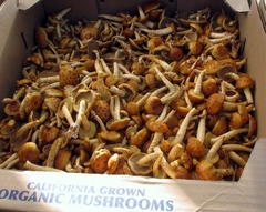Pholiota nameko