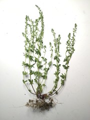 Veronica dillenii