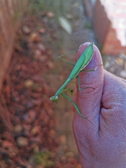 Pseudomantis albofimbriata