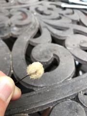 Callirhytis seminator