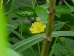 Luffa acutangula