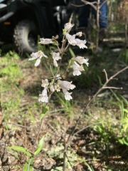 Penstemon arkansanus