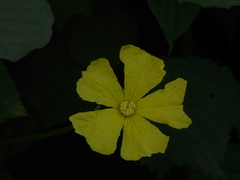 Luffa acutangula