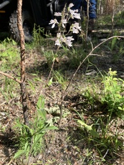 Penstemon arkansanus