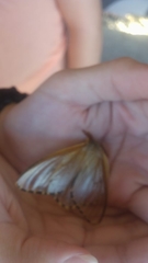Heliconisa pagenstecheri