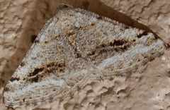 Digrammia pictipennata