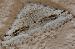 Digrammia pictipennata