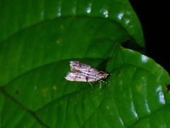 Deltoplastis