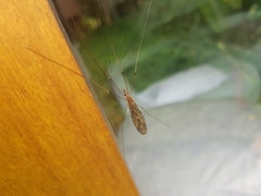 Ischnotoma