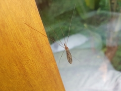 Ischnotoma