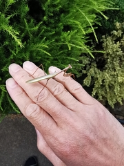 Pseudomantis albofimbriata