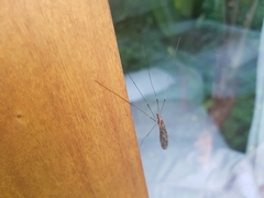 Ischnotoma