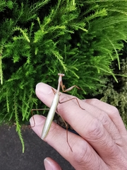 Pseudomantis albofimbriata