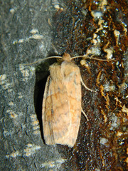 Eupsilia tristigmata