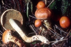 Pyrrhulomyces astragalinus