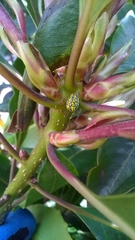 Alpaida variabilis