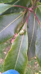 Alpaida variabilis