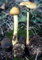 Protostropharia alcis