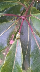 Alpaida variabilis