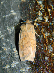 Eupsilia tristigmata