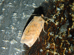 Eupsilia tristigmata