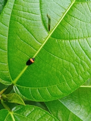 Phymatostetha deschampsi