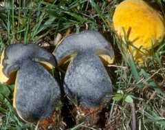 Neoboletus pseudosulphureus