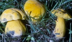 Neoboletus pseudosulphureus