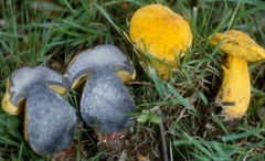 Neoboletus pseudosulphureus