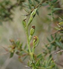 Pterostylis rubescens