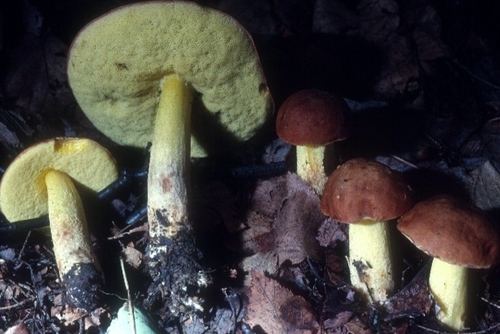 Leccinum subglabripes · iNaturalist