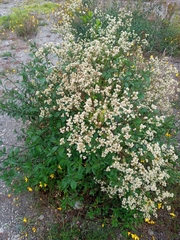 Alternanthera porrigens