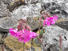 Silene dioica