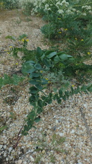 Linaria genistifolia