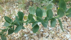 Linaria genistifolia