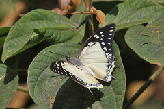 Polyura eudamippus