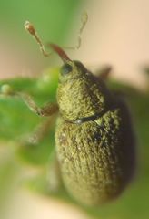Lignyodes suturatus