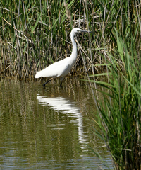 Egretta garzetta