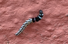Helcystogramma