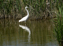 Egretta garzetta