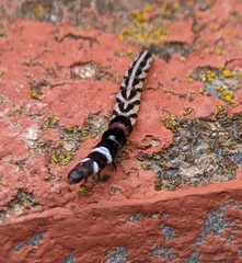 Helcystogramma