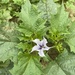 Jimsonweed - Photo (c) Jane Root, some rights reserved (CC BY-NC), uploaded by Jane Root