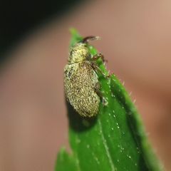 Lignyodes suturatus