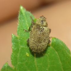 Lignyodes suturatus