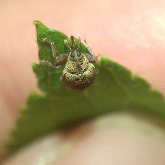 Lignyodes suturatus