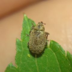 Lignyodes suturatus