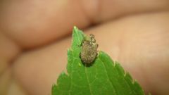 Lignyodes suturatus