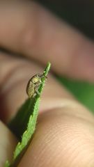 Lignyodes suturatus