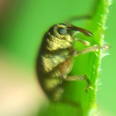 Lignyodes suturatus
