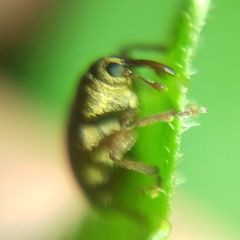 Lignyodes suturatus